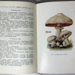 Орлов Н.И. Съедобные и ядовитые грибы. 4