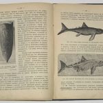 Нечаев А.В. Учебник минералогии и геологии. 8
