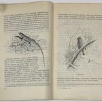 Формозов А.Н. Шесть дней в лесах. 7