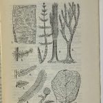 Фраас Э. Геология. 7