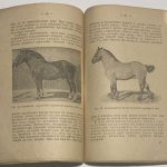 Богданов Е.А. Что такое породистый скот и как он получается. 11