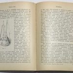 Кичунов Н.И. Культура розы в открытом грунту и под стеклом. 7