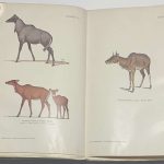 Завадовский М.М. Динамика развития организма. 6