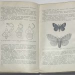 Завадовский М.М. Динамика развития организма. 7